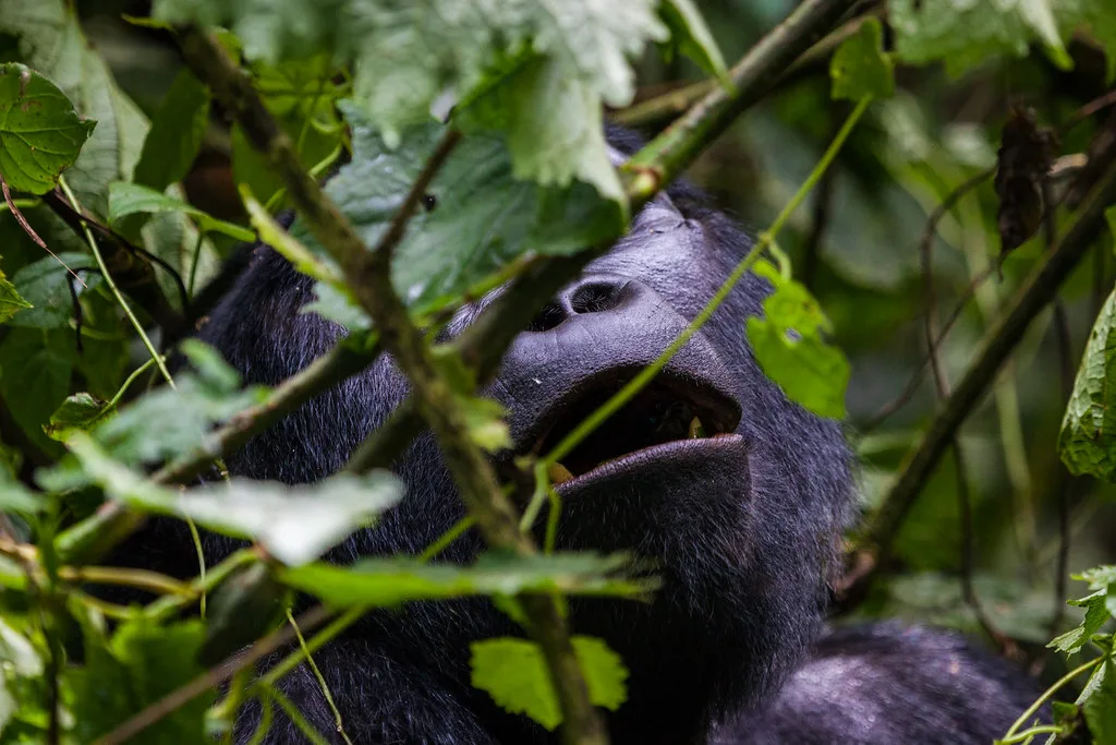 Gorilla Trekking Safari to Bwindi with a visit to the source of the Nile