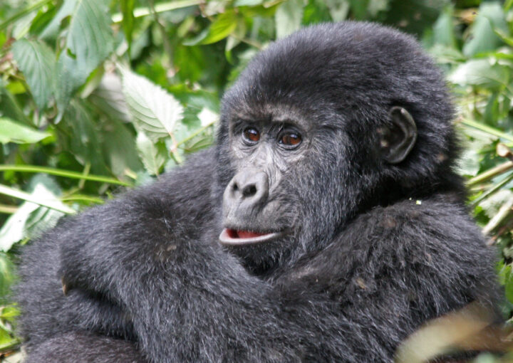 Gorilla Trekking and Families in Bwindi