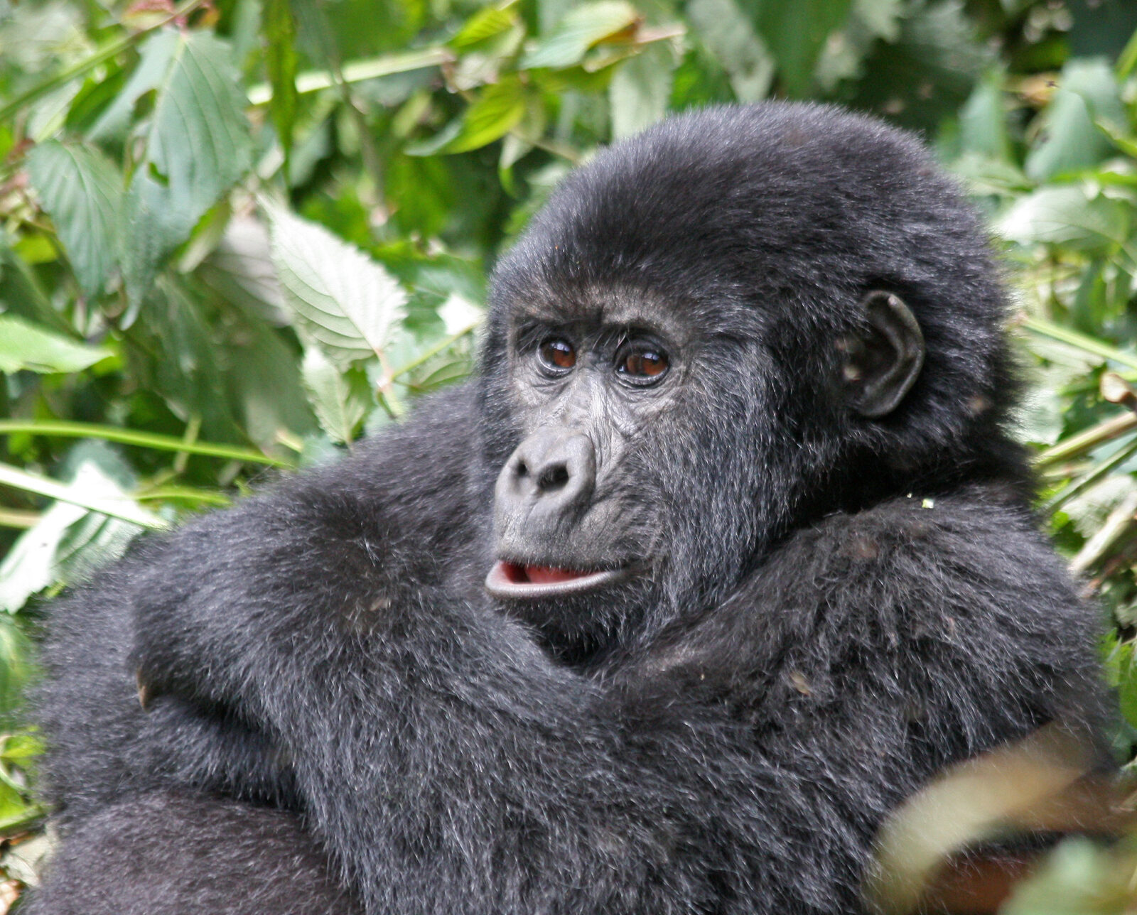 Gorilla Trekking and Families in Bwindi