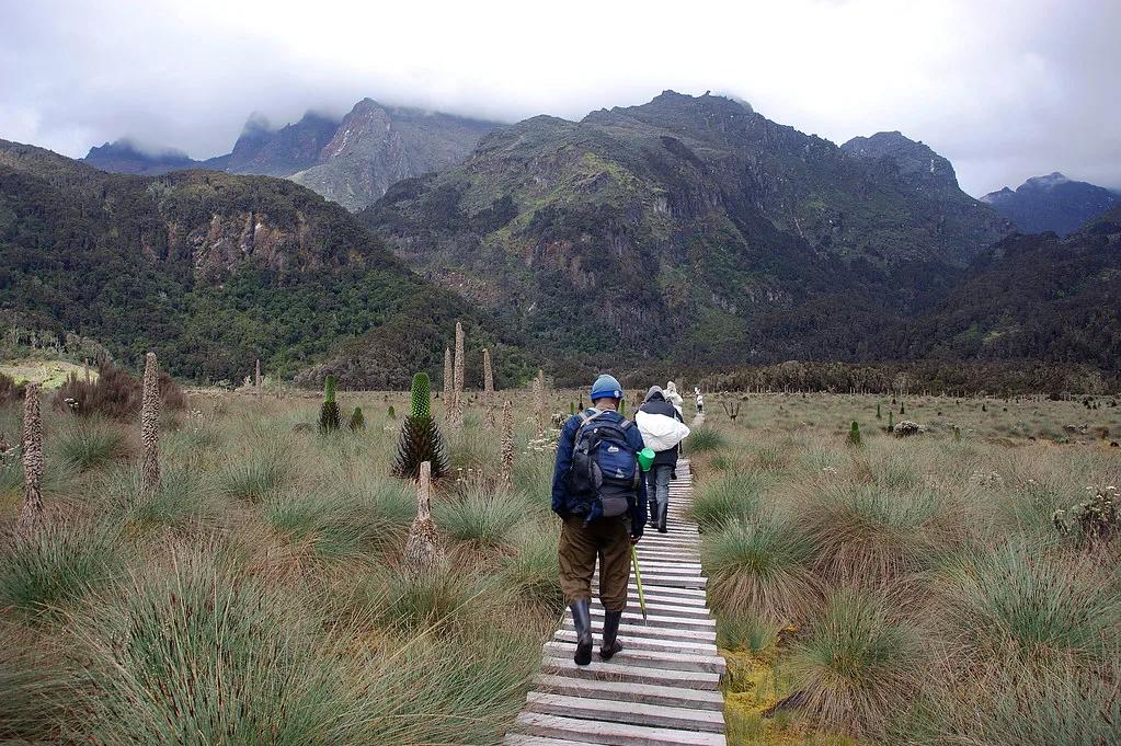 Gorilla and Rwenzori trip