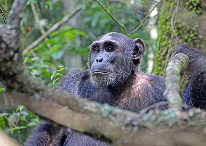Gorilla and chimp habituation experience from Kigali Rwanda