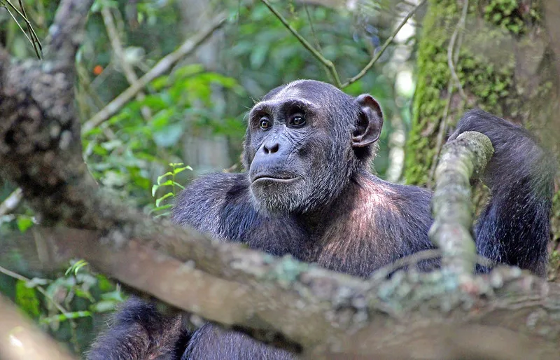 Gorilla and chimp habituation experience from Kigali Rwanda