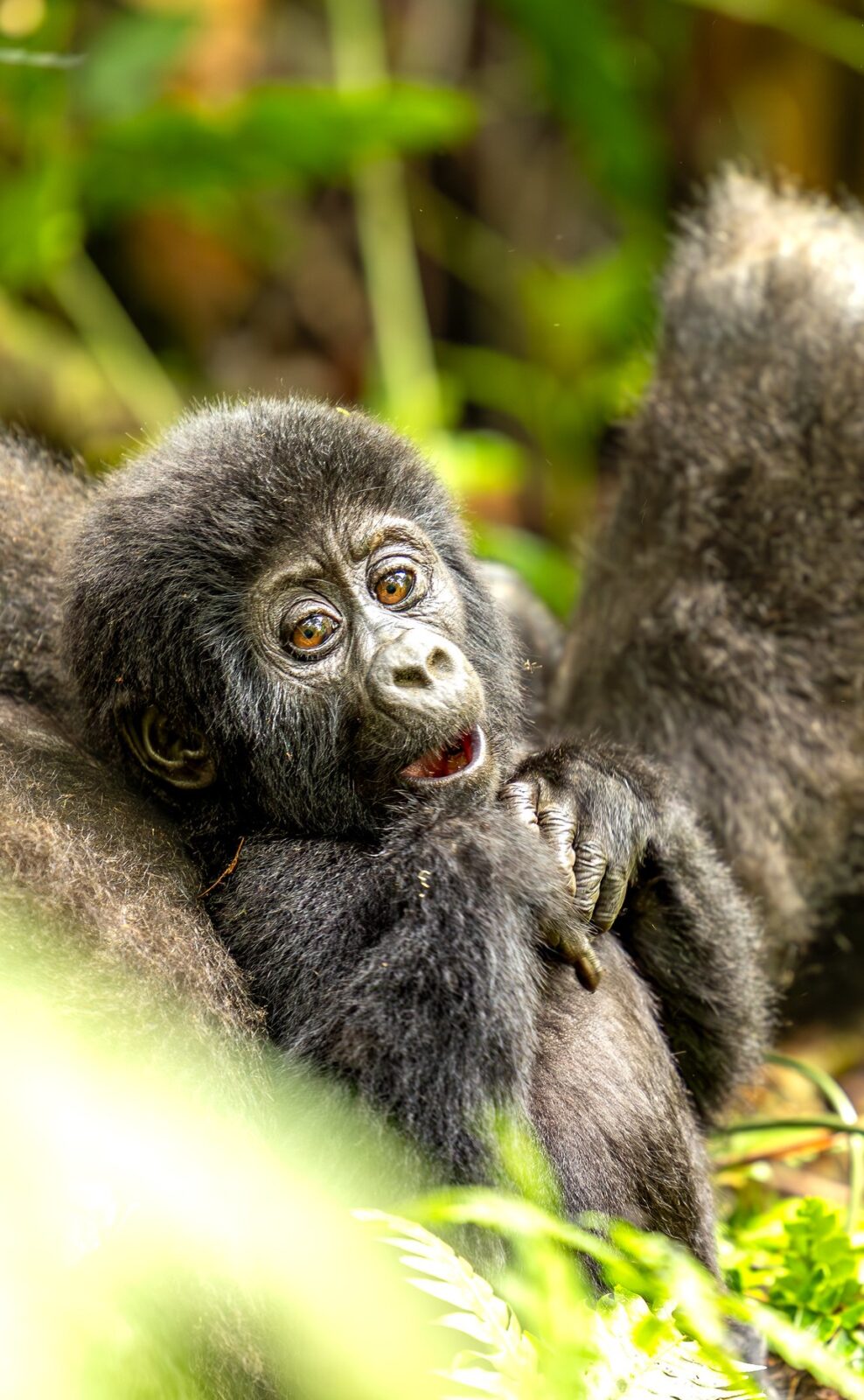 Gorilla and chimpanzee trekking