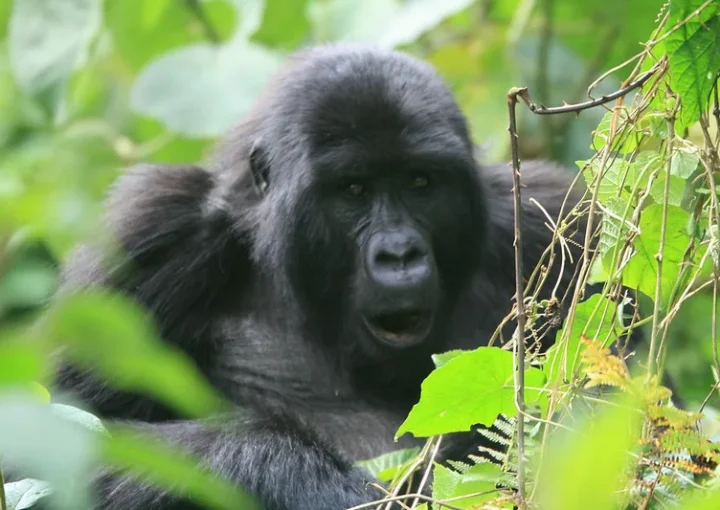 Gorilla families and gorilla permits in Ruhija sector