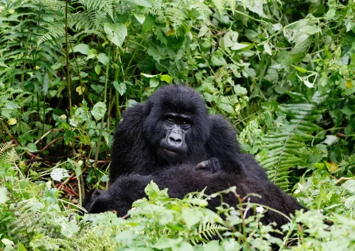 Gorilla permits in rushaga sector