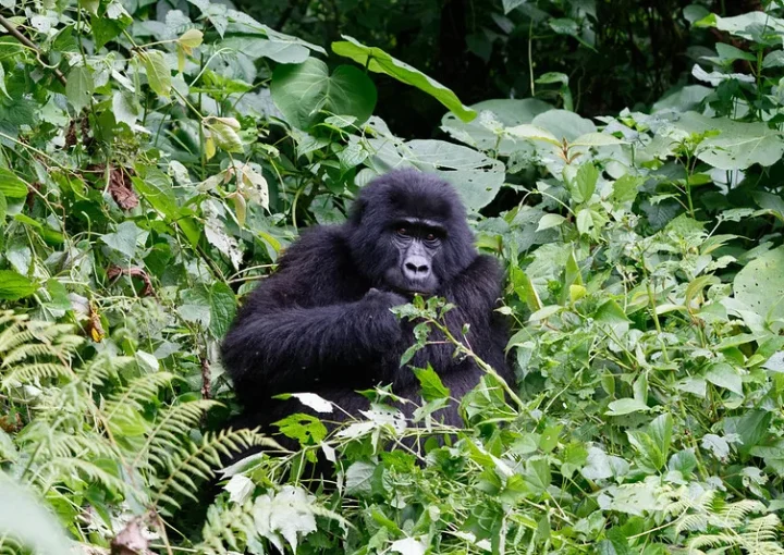 Gorilla families and permits in Buhoma sector