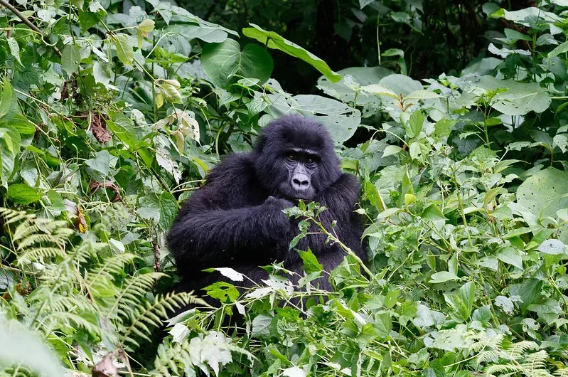 Gorilla families and permits in Buhoma sector