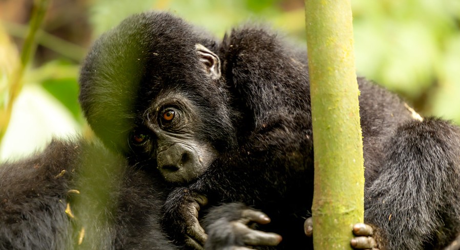 Gorilla permit in Bwindi