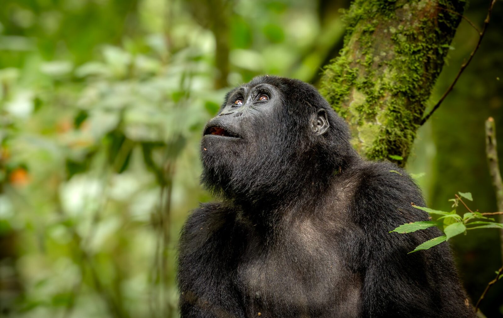 Gorilla trekking and safari trips