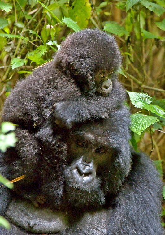 Gorilla trekking in Bwindi