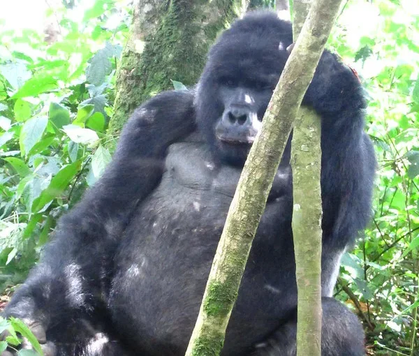 Gorilla trekking rules and regulations for Virunga National Park