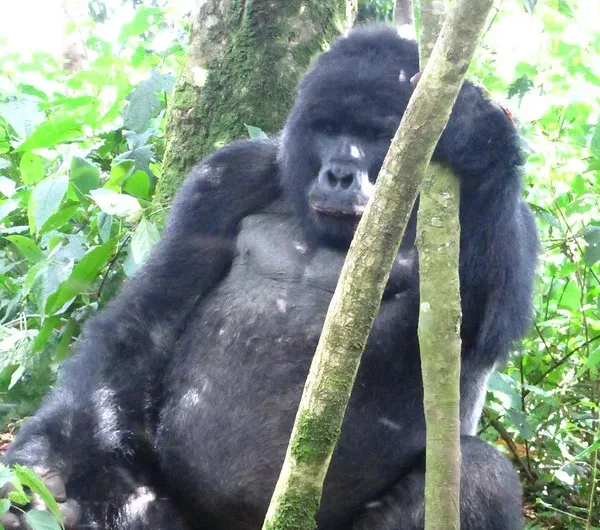 Gorilla trekking rules and regulations for Virunga National Park