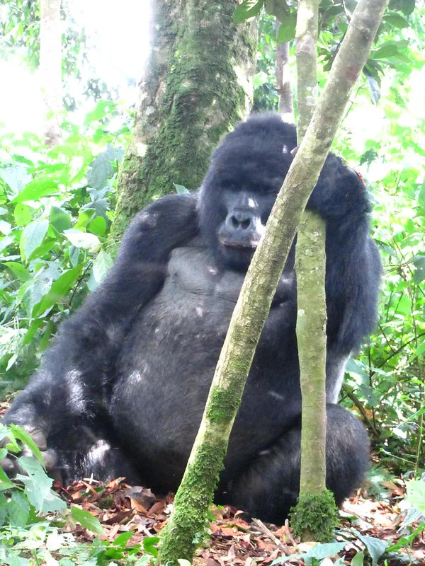 Gorilla trekking rules and regulations for Virunga National Park