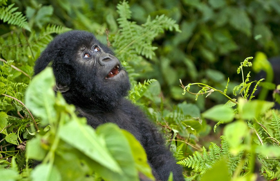 Gorilla trekking trip
