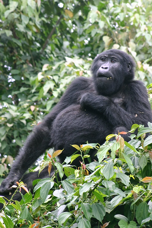 Guide To Gorilla Trekking in Mgahinga