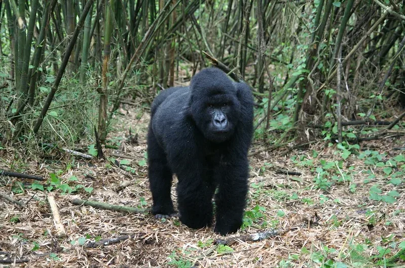 HOW TO TREK MOUNTAIN GORILLAS OF BUHOMA REGION OF BWINDI IMPENETRABLE NATIONAL PARK.