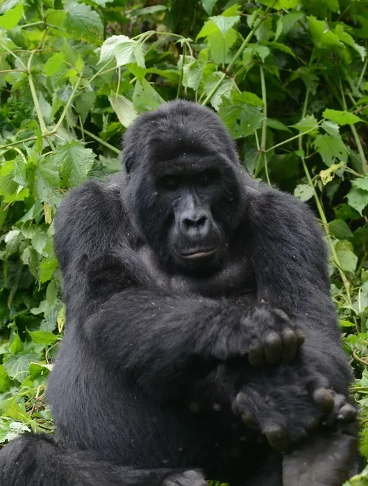 How To Prepare For Gorilla Trekking in Uganda & Rwanda.