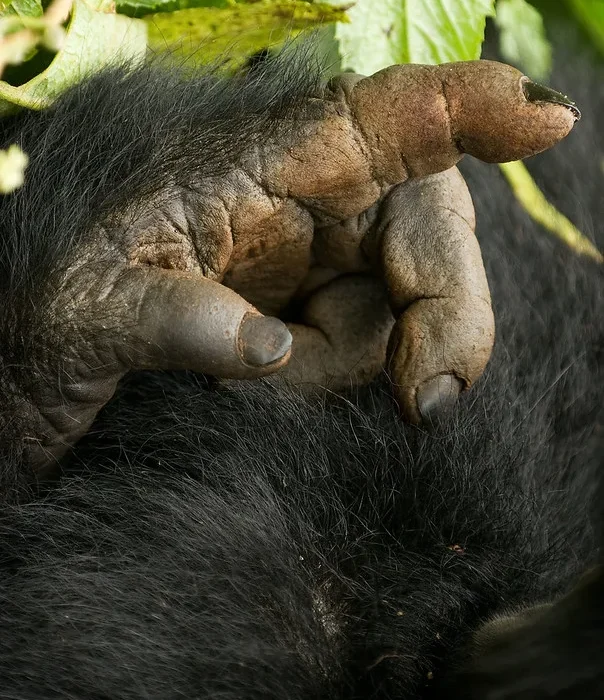 How To Spend 5 Days In Virunga National Park.