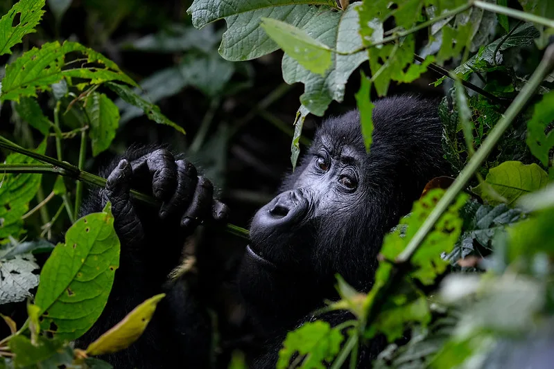 How To Spend 7 Days in Bwindi Impenetrable National Park.