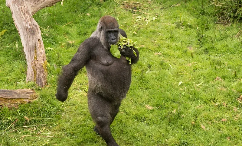 How Uganda’s Mountain Gorillas Survived Covid-19.