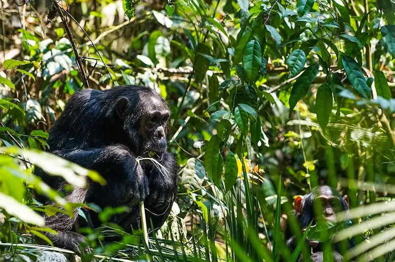 How and Where To Buy Chimp Trekking Permit in Uganda.