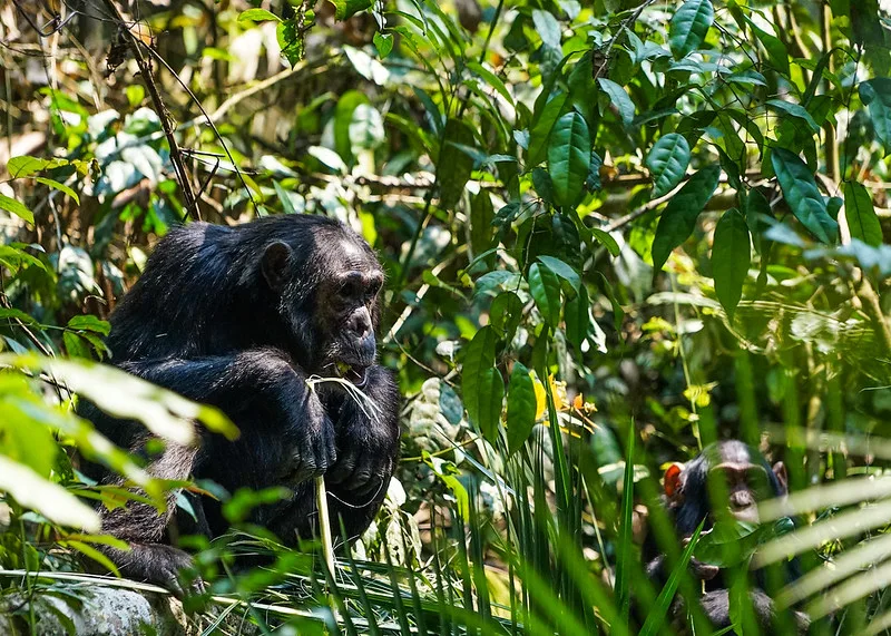 How and Where To Buy Chimp Trekking Permit in Uganda.