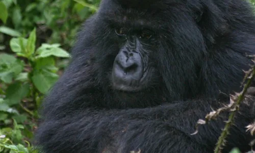 How and Where To Buy Gorilla Permits in Congo.