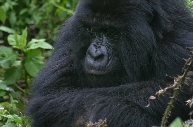 How and Where To Buy Gorilla Permits in Congo.