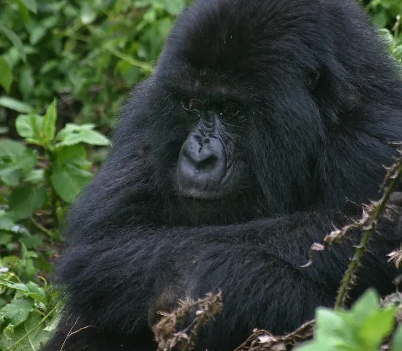 How and Where To Buy Gorilla Permits in Congo.