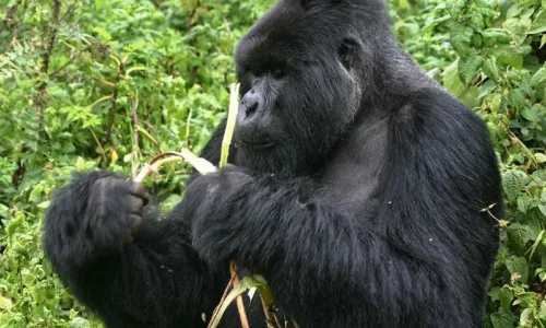 How and Where To Buy Gorilla Permits in Rwanda.