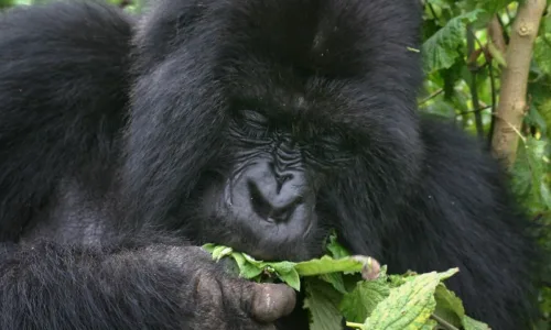 How and Where To Buy Gorilla Permits in Uganda.