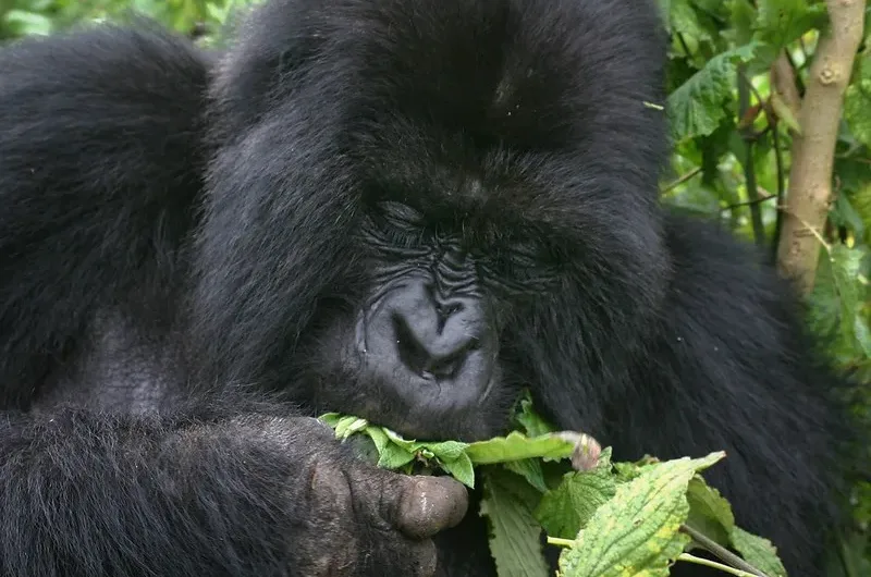 How and Where To Buy Gorilla Permits in Uganda.