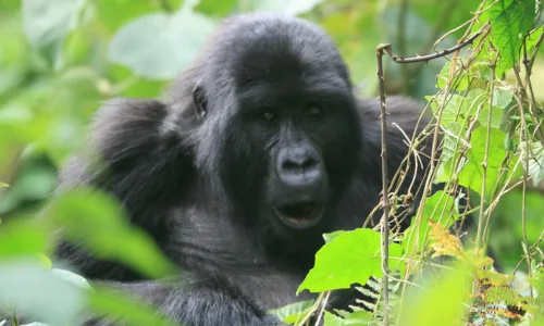 How far is Ruhija region of Bwindi Impenetrable National Park from Lake Bunyonyi