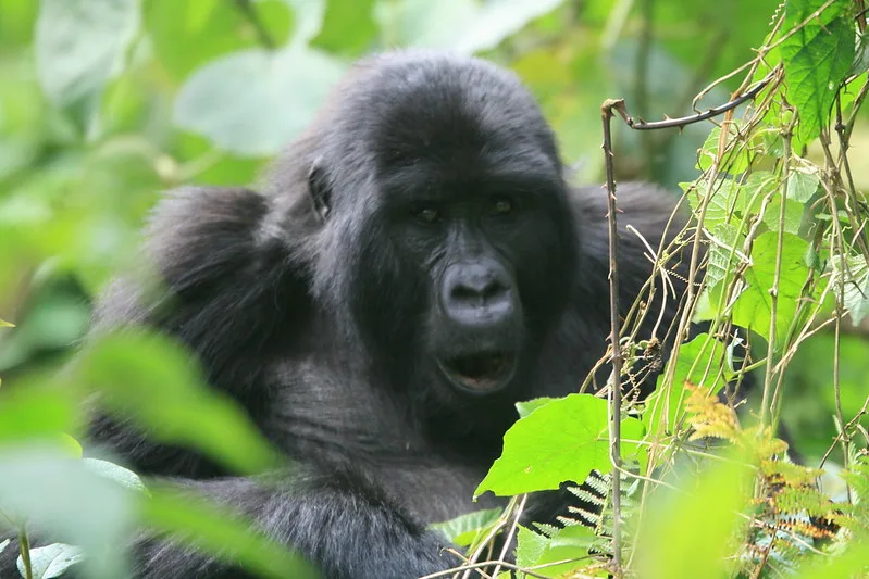 How far is Ruhija region of Bwindi Impenetrable National Park from Lake Bunyonyi