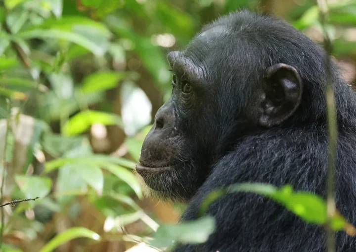 How many chimpanzee permits are available in Budongo forest