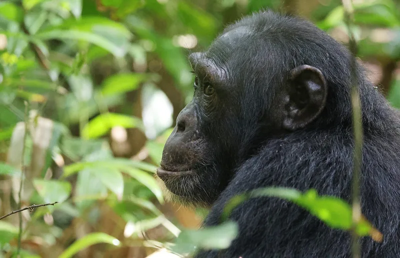 How many chimpanzee permits are available in Budongo forest