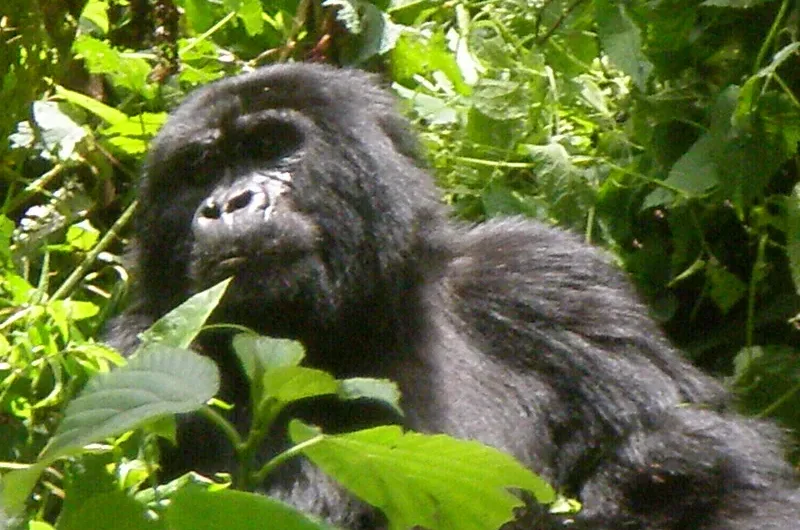 How many gorilla permits are available in Uganda