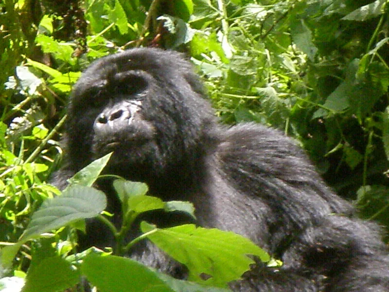 How many gorilla permits are available in Uganda