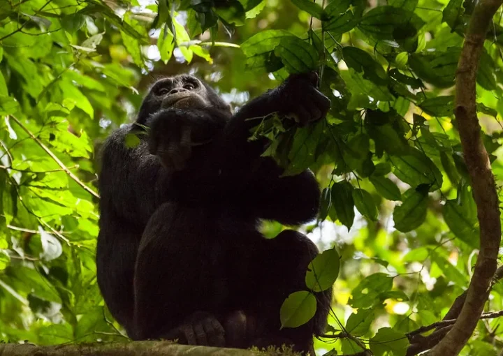 How many hours can one spend with chimpanzees in Budongo Forest Reserve