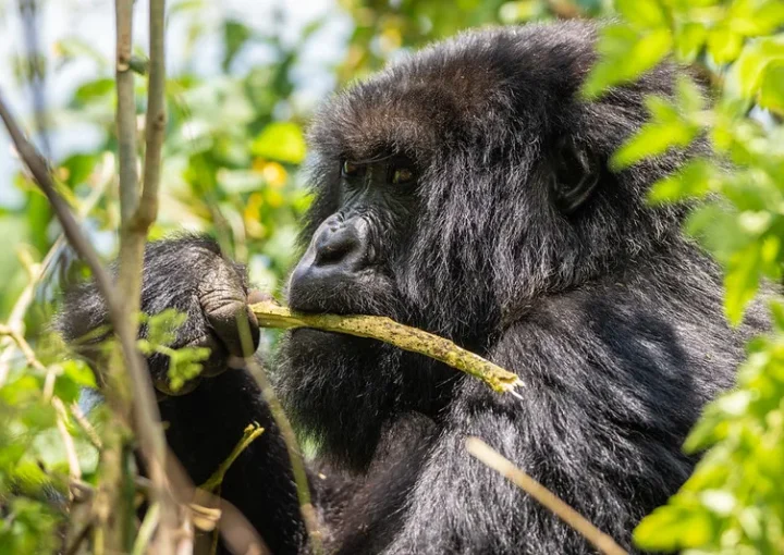 How many hours can one spend with mountain gorillas.