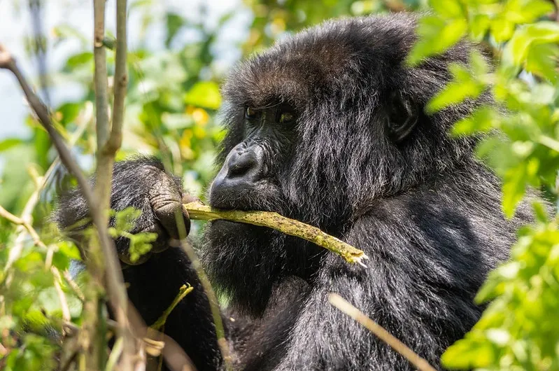 How many hours can one spend with mountain gorillas.