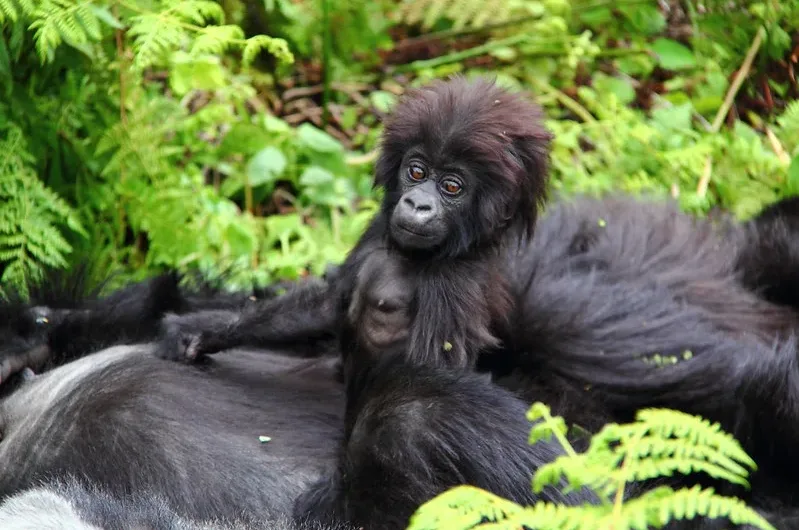 How many mountain gorillas are in Uganda