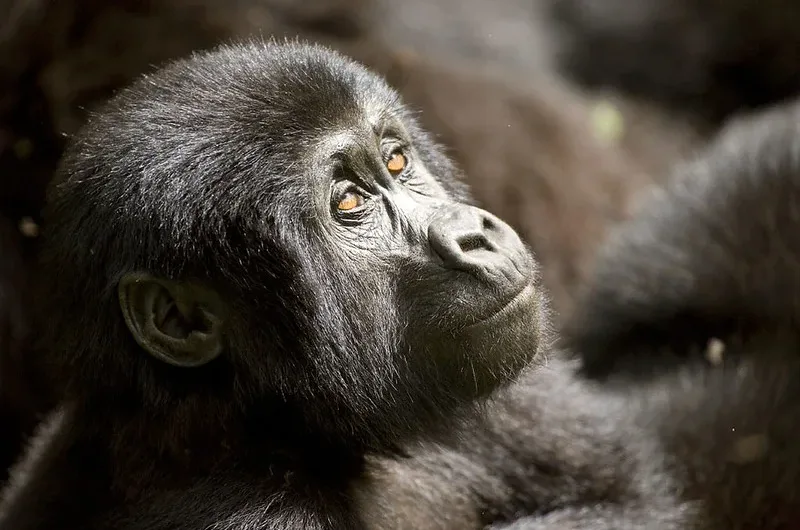 How much does it cost to see mountain gorillas in Bwindi and Volcanoes National Park