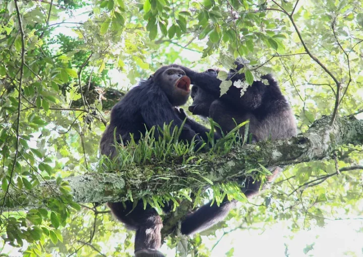 How much does it cost to trek chimpanzees in Nyungwe Forest National Park