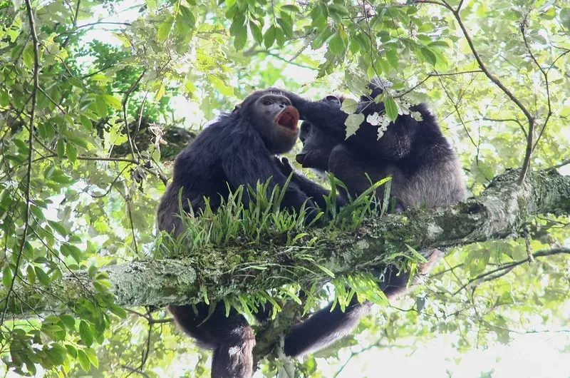 How much does it cost to trek chimpanzees in Nyungwe Forest National Park