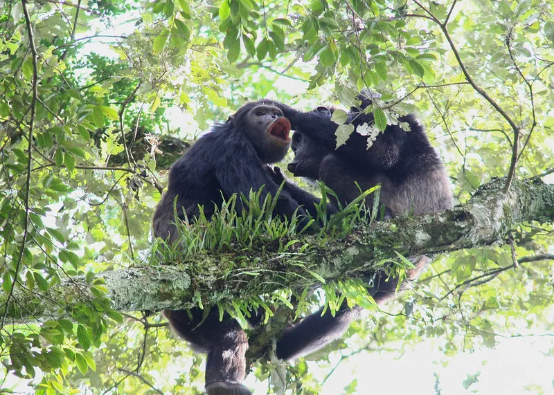 How much does it cost to trek chimpanzees in Nyungwe Forest National Park