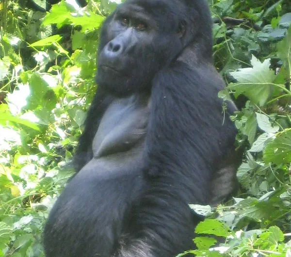 How safe is it to fly from Entebbe to Bwindi impenetrable national Park