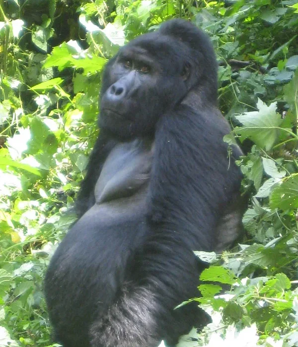 How safe is it to fly from Entebbe to Bwindi impenetrable national Park