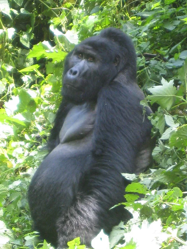 How safe is it to fly from Entebbe to Bwindi impenetrable national Park
