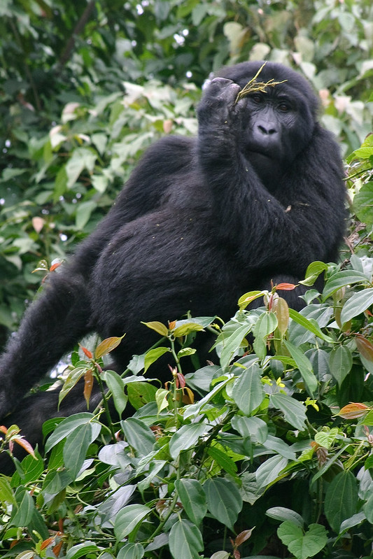 How to Discover Rwanda